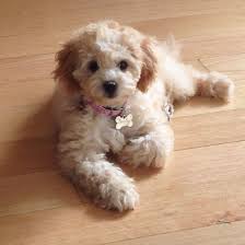 Toy cavapoo is an adorable mix of a toy poodle and a cavalier king charles spaniel, the smallest cavapoo you can find. Bailey The Apricot Toy Cavoodle Adorable Puppy Cavoodle Cavapoo Poodle Mix Puppies Poodle Puppy Really Cute Puppies