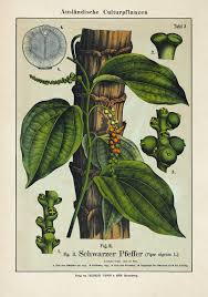 Black pepper found in grocery stores should not be planted. Black Pepper Plant Poster Kuriosis Vintage Prints