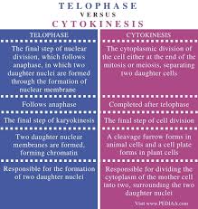 In animal cell mitosis when does the cleavage furrow form. What Is The Difference Between Telophase And Cytokinesis Pediaa Com