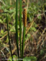 Image result for Eleocharis mutata