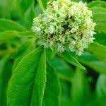 Image result for Hoslundia