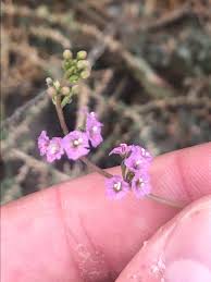 Image result for Boerhavia