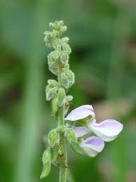 Image result for Neustanthus phaseoloides