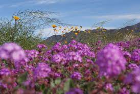 Maybe you would like to learn more about one of these? Here S A Lazy Guide To The Wildflower Super Bloom In Palm Springs