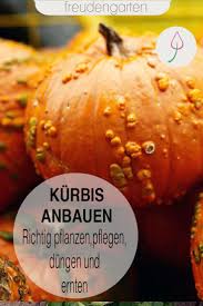 Kurbis Saen Anbauen Pflegen Ernten Kurbis Pflanzen Pflanzen Gemusegarten Anlegen