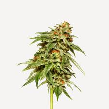 Marijuana drawing is an inspiration for everything. Does Smoking Pot Make You More Creative Artsy