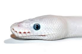 Pin Van Yung Humma Op Reptiles