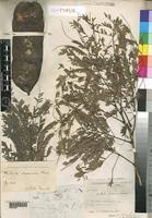 Image result for Entada abyssinica