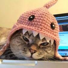 Pin On Shark