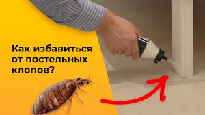 как избавиться от клопов в квартире в домашних условиях Luchshie Sredstva Ot Klopov V Kvartire Youtube