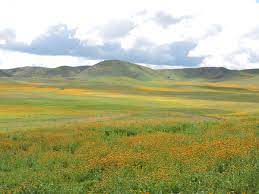 We are dedicated to providing the highest quality plant starts for all qualified medical patients of california. Go See The Wildflowers In Season San Luis Obispo County Visitors Guide