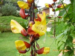 Image result for Thunbergianthus
