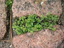 Image result for Polycarpon