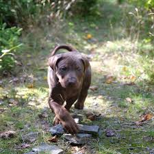 Shooting Star Catahoulas Brunswick Catahoula Puppies Catahoula Leopard Dog Leopard Dog
