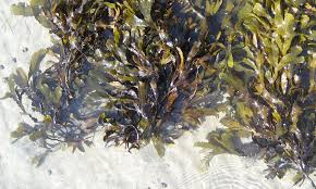 For at least 1,500 years, the. Setting The Standards For Seaweed Analysis And Why It S Important
