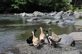 Add your comment in english. Pondok Tepi Sungai Bed Breakfast Sidemen