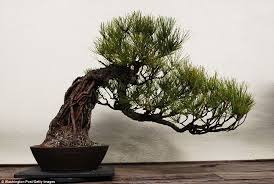 Check out their menu for some delicious asian. Bonsai Masters Share Secrets Behind The Art Of Their Ancient Trees Daily Mail Online