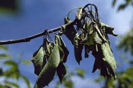 It can have many causes, but in maple trees it's usually due to a fungus, bacteria, or mildew. As Antibiotics Ban Nears Organic Orchards Have New Tools To Fight Fire Blight