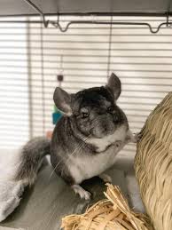 Male chinchillas are usually cheaper than female chinchillas and the cost of each individual chinchilla will depend on what type of coat they have, their gender, size, age and other features. Female Chinchilla For Sale Live Small Pets Petsmart