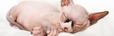 This is me, creature, at three weeks old. Hairless Cats Breeds Info And Facts Petfinder