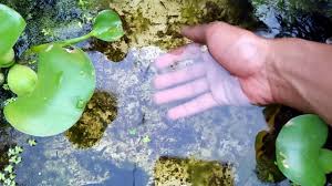 Cara Agar Burayak Ikan Cupang Cepat Besar Seputar Hobi Indonesia
