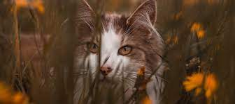 I think it eats ants. Do Cats Eat Bugs You Won T Like The Answer Litter Robot Blog