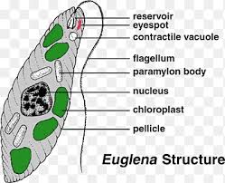 Check spelling or type a new query. Plant Cell Png Images Pngegg