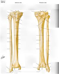 These bones may break into two or more pieces.if a broken bone has been exposed to the outside, either by a cut over the fracture, or by bone sticking out through the skin, it is called an open fracture. Lower Leg Bones Diagram Quizlet