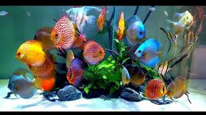 Another highly popular freshwater fish, the goldfish is a beautiful species that can grow up to 14 inches long in the wild. Most Beautiful Fish In The World In 2021 Fish Aquarium Decorations Discus Fish Fish Tank Plants