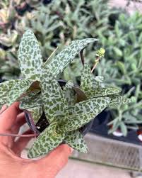 Image result for Lobelia petiolata