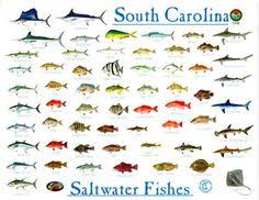 97 Best Fish Chart Images Fish Chart Fish Freshwater Fish