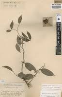 Image result for Landolphia robustior