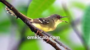 We did not find results for: Kumpulan Audio Terapi Untuk Burung Ciblek Macet Bunyi Om Kicau