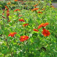 Image result for Tithonia