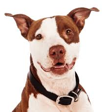 Different types of pitbull puppies for sale near me. American Pit Bull Terrier Puppies For Sale Adoptapet Com
