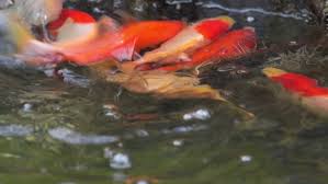 Koi spawning behaviour occurs once per year, usually over a period of a few days. Koi Goldfish Spawning In Garden Stock Footage Video 100 Royalty Free 1060265525 Shutterstock