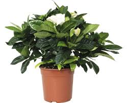 Learn how to grow it. Gardenie Floraself Gardenia Jasminoides H 30 40 Cm O 13 Cm Topf Bei Hornbach Kaufen