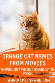 Orange Cat Names From Movies Cat Names Orange Cat Cats