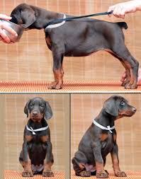 Black And Tan Doberman Puppies For Sale Doberman Puppies For Sale European Doberman Puppies Breeder In Usa Doberman Studs We Ship Doberman Doberman Puppy Doberman Pinscher Doberman Pinscher Dog