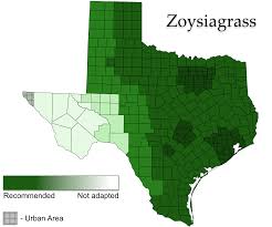 We get asked a lot about the maintenance of all the different grasses, and a lot of them are pretty much the same, the watering requirements, and the fertilization. Zoysiagrass Aggieturf