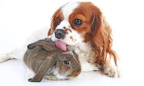 Their wild cousins dig burrows for nesting and to make their homes and our house rabbits dig for fun. 9 Dog Breeds That Are Good With Rabbits The Dogington Post