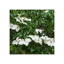 Check spelling or type a new query. Cornus Kousa Var Chinensis White Flowering Chinese Dogwood Trees