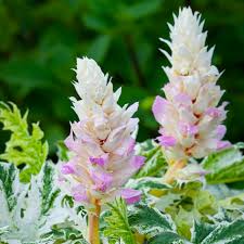 You need shade loving perennial flowers if you garden in the dappled light of a forest. Woven Wood Shades With Liner Photos Bar Desire Decor