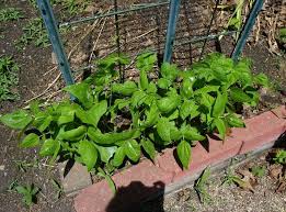 Check spelling or type a new query. Plant Seeds Bulbs 20 Kentucky Wonder Pole Bean Seeds Usa Seller Home Garden