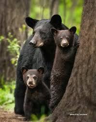 Black Bears In Arkansas It S Very Normal To See Black Bears In The Wild But Not To The Point That They Both You At C Animals Black Bear Animals Beautiful