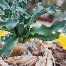 Image result for Drimia calcarata