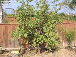 The skin is light yellow, sometimes blushed with red. Plantfiles Pictures Psidium Species Lemon Guava Tropical Guava Yellow Guava Psidium Guajava By Oregoncoastseth