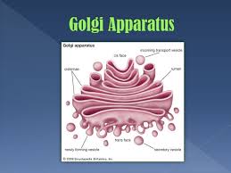 The Golgi Apparatus Is Also Known As The Golgi Complex Or Golgi Body The Golgi Apparatus Is Found In Most Eukaryotic Cells Ppt Download