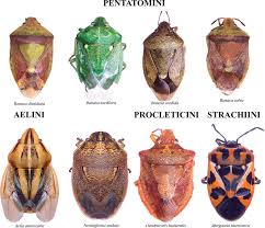 Image result for Pentanisia sykesii