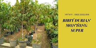 Promo Hp Wa 0822 2022 8118 Jual Bibit Durian Umur 1 Tahun Di Buru Selatan Harga Bibit Durian Unggul Di Kepulauan Aru Jual Bibit Du Pohon Kepulauan Pemburu